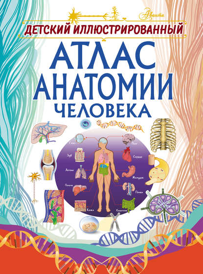 22982896-anna-spektor-detskiy-illustrirovannyy-atlas-anatomii-cheloveka-22982896.jpg