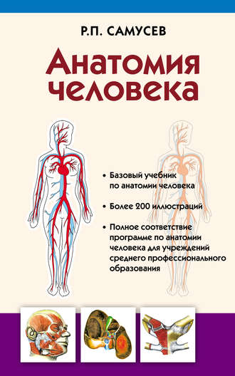 48491370-rudolf-samusev-anatomiya-cheloveka-48491370.jpg