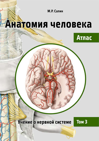 55287831-mihail-sapin-anatomiya-cheloveka-atlas-tom-3-uchenie-o-nervnoy-si-55287831.jpg