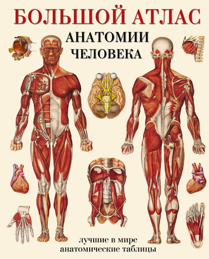 55826737-e-b-mahiyanova-bolshoy-atlas-anatomii-cheloveka-luchshie-v-mire-a-55826737.jpg