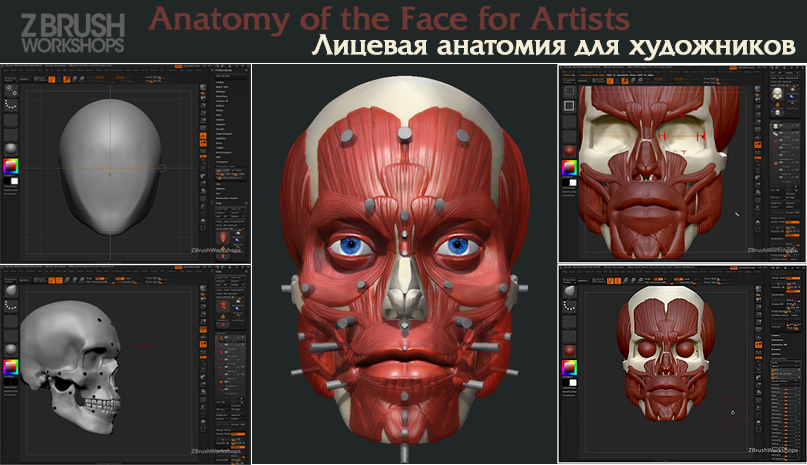 Anatomy_face_title.jpg