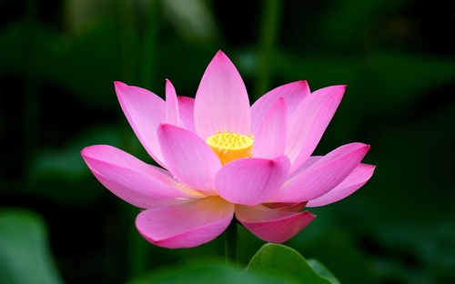 Beautiful-pictures-of-Lotus-02.jpg
