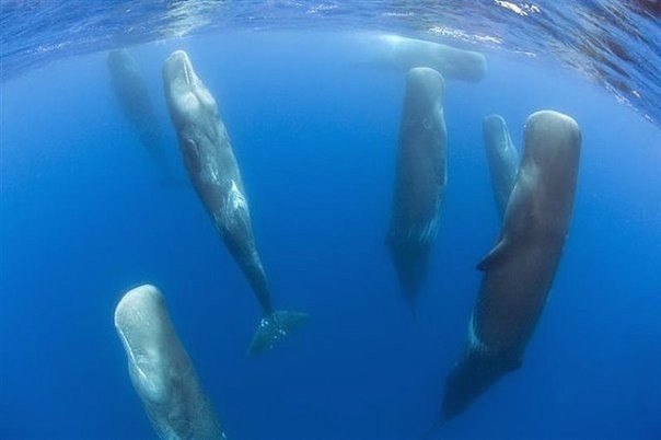Как спят киты..jpg