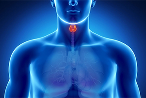 thyroid-s.jpg